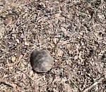 Под Астраханью засняли усыпанный дохлыми черепахами берег