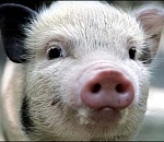  Астраханские хрюши в опасности