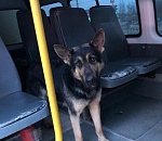 В Астрахани собака превратилась в "зайца"