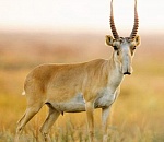 В Астраханской области ищут убийц сайгака