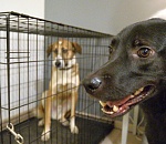 Дело о махинациях с бездомными собаками в астраханском селе отправляется в суд