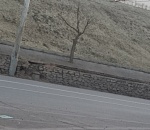 В Астрахани у кремля замуровали дерево в асфальт