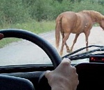 В Астраханской области "Газель" столкнулась с лошадью: пострадали семь человек