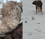 На севере Астраханской области стая бездомных собак разорвала стадо баранов