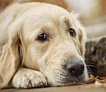 В Астрахани домашние собаки становятся жертвами травли бездомных животных