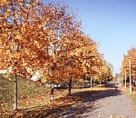 Ночью в Астраханской области будет теплее, чем сегодня, а днем наоборот – на градус холоднее