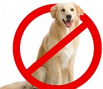 На День молодежи в Астрахани не пустят с велосипедами и животными