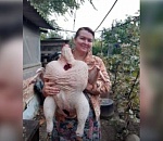 Астраханка вырастила у себя гигантского индюка