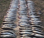 В Астраханской области пойманы браконьеры с крупным уловом