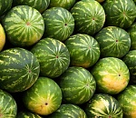 За торговлю астраханскими арбузами и дынями в Тверской области продавцы заплатят штраф до 10 тысяч