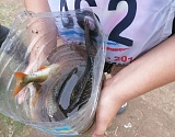 «Русалки» и «пескарики» состязались в рыбной ловле под Астраханью