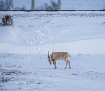 Спасающим сайгаков астраханцам грозит уголовное дело