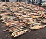 Астраханец испугался пограничников, которые поймали его почти с полтонной рыбы