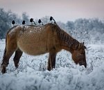 Записки астраханского натуралиста. Фотограф-натуралист из села Ямное и его работы