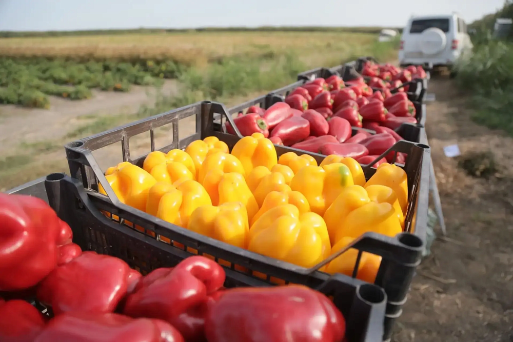 Экспорт астраханских продуктов в Казахстан вырос в полтора раза