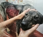 Снял кожу с собаки: в Астрахани пойман живодер