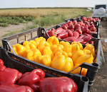Экспорт астраханских продуктов в Казахстан вырос в полтора раза