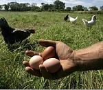 Начинающим фермерам Астраханской области предоставят господдержку 