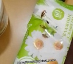 В районной больнице на севере Астраханской области толпой бегают тараканы