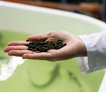 Ученые астраханского вуза получили патент на рецептуру перспективного рыбного комбикорма