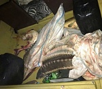 На ночной дороге остановили астраханца, который вез в прицепленной к машине лодке 38 осетров