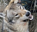 Матерая волчица терроризировала астраханское село, и жители наняли киллеров