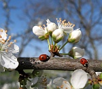 В субботу астраханцев ждет теплая погода без осадков