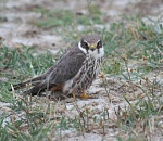 Астраханка нашла и спасла птенца сокола