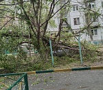 В Астрахани ветер рвал провода и валил деревья 