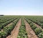 Под Астраханью убили трудового мигранта, прибывшего из Узбекистана