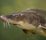 Пограничники изъяли у астраханских браконьеров 65 кило осетра