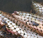 Полтонны рыбы выловили четверо браконьеров в Астраханской области