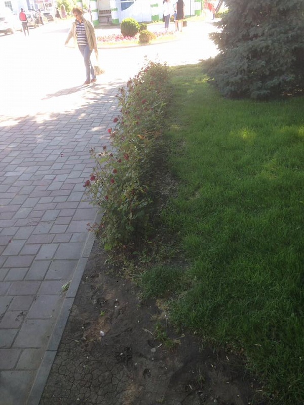 В Астрахани в сквере Гейдара Алиева вырвали около сотни кустов роз