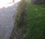 В Астрахани в сквере Гейдара Алиева вырвали около сотни кустов роз
