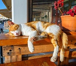 Понедельник в Астрахани будет тёплым