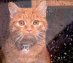 Сильный ветер, мокрый снег - завтра в Астрахани погода не порадует