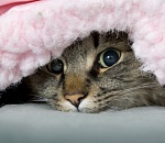 Идёт похолодание: прогноз погоды в Астрахани на завтра