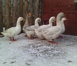 Астраханец возле дома нашел расчлененные тела