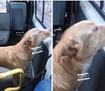 В Астрахани бездомные собаки катаются в маршрутках