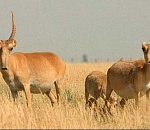 Сайгаков в электронных ошейниках выпустят в Астраханской области