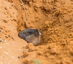 Записки астраханского натуралиста. Слепушонка, саблезубый землекоп