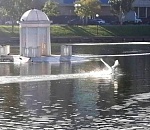 В Астрахани обитателей Лебединого озера переселили на зимовку