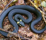 Во дворе дома в центре Астрахани несколько змей напугали детей