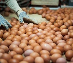 Птицефабрика «Харабалинская» ввела в строй новый цех