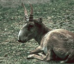 Волгоградские пограничники по горячим следам задержали астраханца с рогами