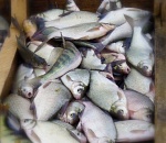  В Астраханской области стартовала весенняя путина