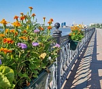 В Астрахани цветами украшают даже фонарные столбы