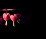 Возраст жертв – от 79 до 51 года: еще четверо астраханцев умерли от коронавируса