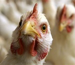 На Харабалинской птицефабрике скрывали падеж птицы