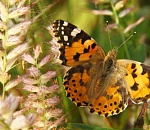 Такого еще не было. Астрахань накрыли тучи разноцветных бабочек